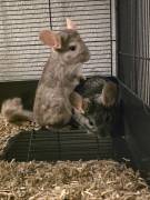 Verkaufe 2 Chinchillas 