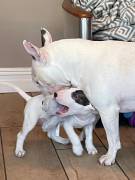 Miniatur-Bullterrier abzugeben