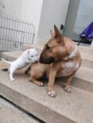 Miniatur-Bullterrier abzugeben