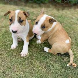 Miniatur-Bullterrier abzugeben