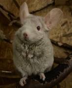 Zwei Chinchilla Mädchen 9+11 Jahre abzugeben