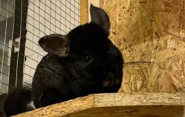 Zwei Chinchilla Mädchen 9+11 Jahre abzugeben