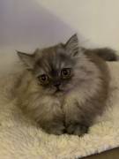 Reinrassiges Perser-Kitten-Mädchen in Grau abzugeb