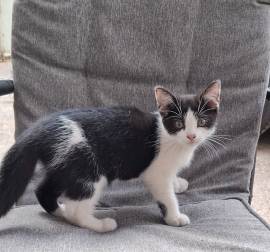 Katzen Babys suchen Liebe zuhause 