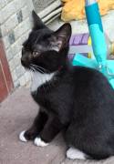 Katzen Babys suchen Liebe zuhause 