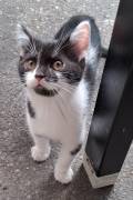 Katzen Babys suchen Liebe zuhause 