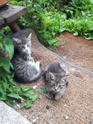 Verkaufe Kitten