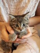 Verkaufe Kitten