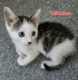 Kitten zu verkaufen
