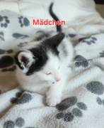 Kitten zu verkaufen