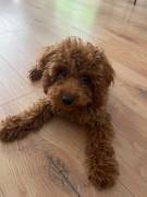 TOY Pudel Welpe (Junge)