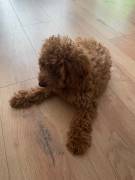 TOY Pudel Welpe (Junge)