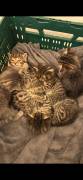 Babykatzen 