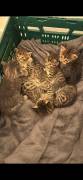 Babykatzen 