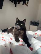 Europäische Kurhaarkater suchen Zuhause