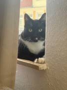 Europäische Kurhaarkater suchen Zuhause