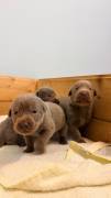 Silber Labrador Welpen