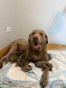 Silber Labrador Welpen