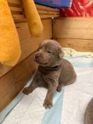 Silber Labrador Welpen
