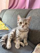 BKH Kitten, weiblich 4 Monate 