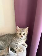 BKH Kitten, weiblich 4 Monate 