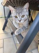 BKH Kitten, weiblich 4 Monate 