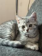 BKH Kitten, weiblich 4 Monate 