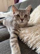BKH Kitten, weiblich 4 Monate 