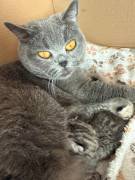 BKH Kitten, weiblich 4 Monate 