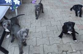  Presa Canario Welpen 
