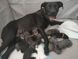  Presa Canario Welpen 