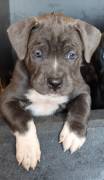  Presa Canario Welpen 