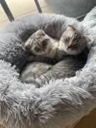 Scottish Fold-Kätzchen abzugeben 
