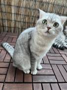 Scottish Fold-Kätzchen abzugeben 