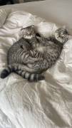 Scottish Fold-Kätzchen abzugeben 