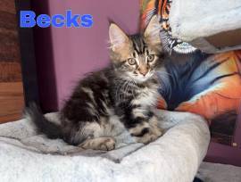 3 Maine Coon Kitten suchen Schmuseplatz