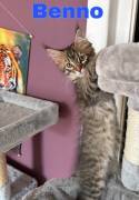3 Maine Coon Kitten suchen Schmuseplatz