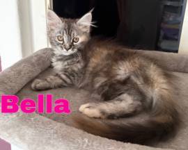 3 Maine Coon Kitten suchen Schmuseplatz