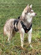 3-jähriger, roter Alaskan Klee Kai Rüde mit blauen