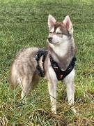 3-jähriger, roter Alaskan Klee Kai Rüde mit blauen