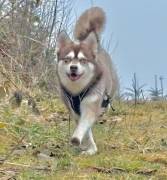 3-jähriger, roter Alaskan Klee Kai Rüde mit blauen