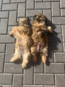 Shih-Tzu-Welpe