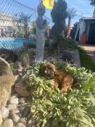 Shih-Tzu-Welpe
