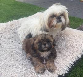 Shih-Tzu-Welpe