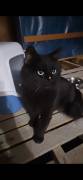 Kater in liebevolle Hände abzugeben