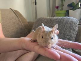 Liebevolle Degu‑Jungs abzugeben