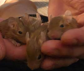 Liebevolle Degu‑Jungs abzugeben