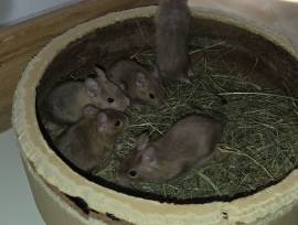 Liebevolle Degu‑Jungs abzugeben