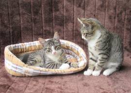 2 verschmuste Katzenbaby Katzenmädchen (3 Monate) 