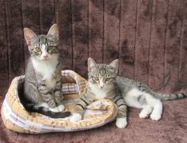 2 verschmuste Katzenbaby Katzenmädchen (3 Monate) 